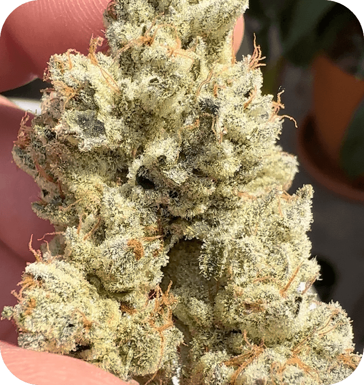 Head Rush bud photo 4