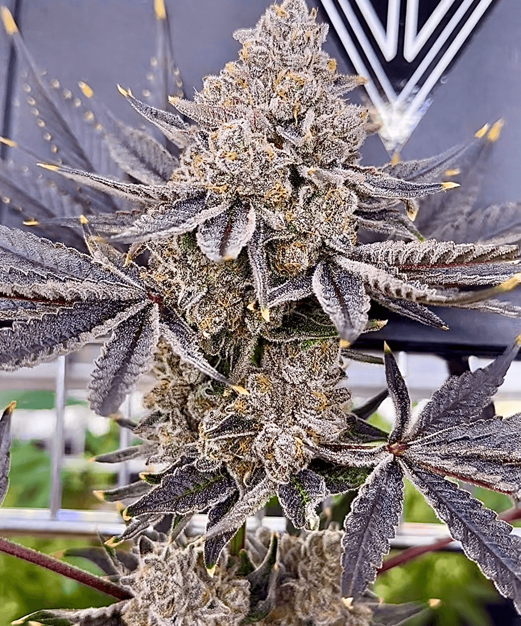 Sunkiss bud photo 1