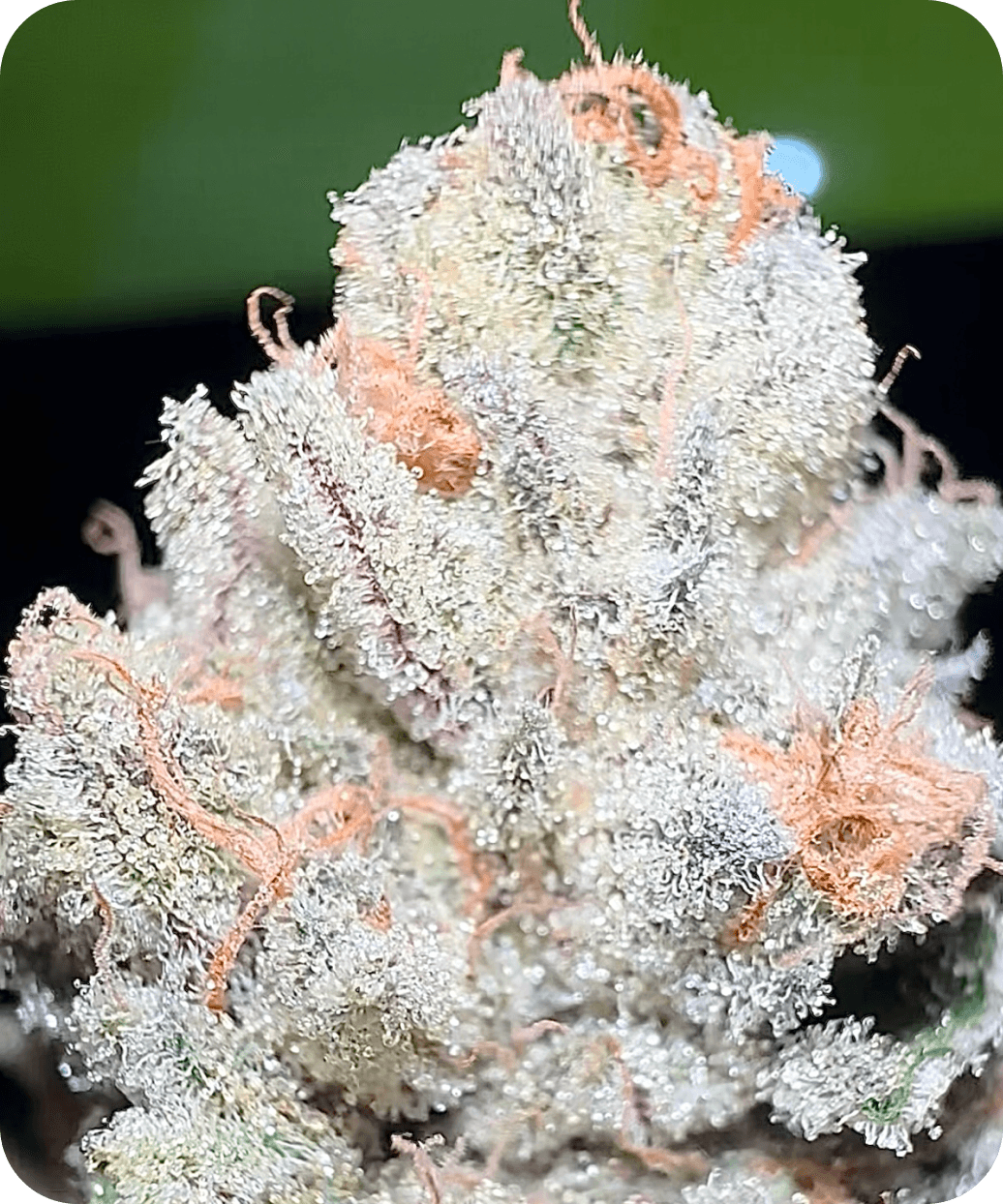 Sunkiss bud photo 2