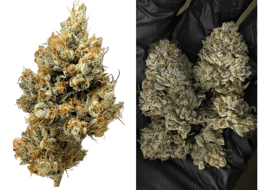 Fire Follower: The Real OG Kush is Back