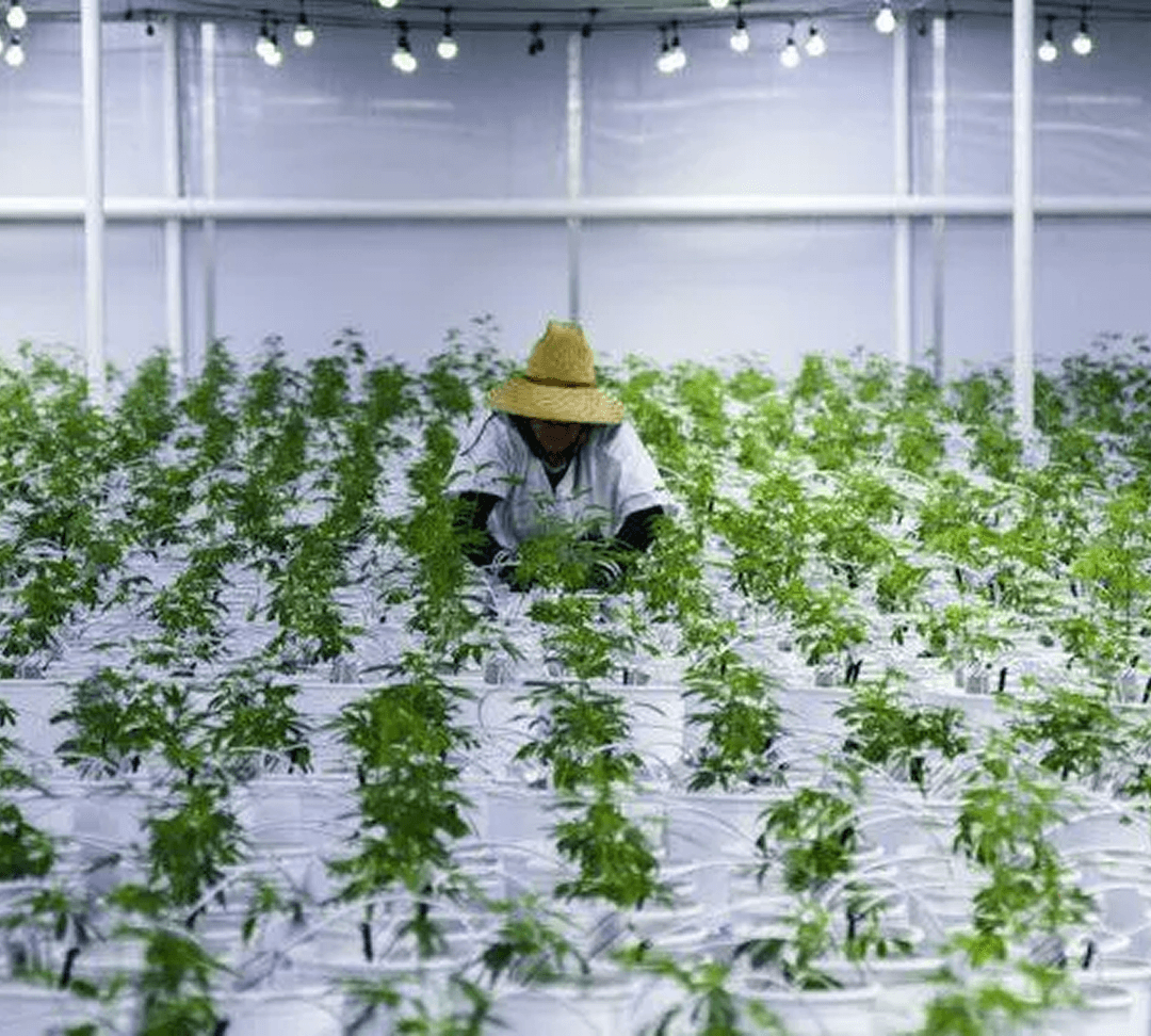 Josh Del Rosso, Founder and Managing Director of Josh D Farms