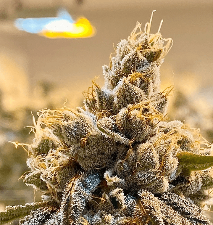 Turtle’s Key Club thumbnail 2