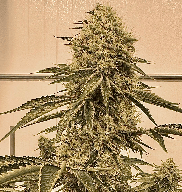 Turtle’s Key Club thumbnail 1