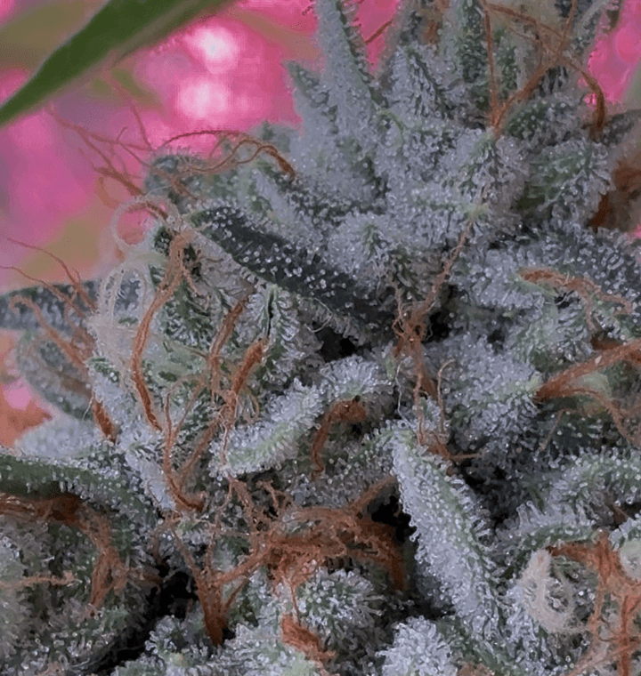 Bonded by Bud thumbnail 2