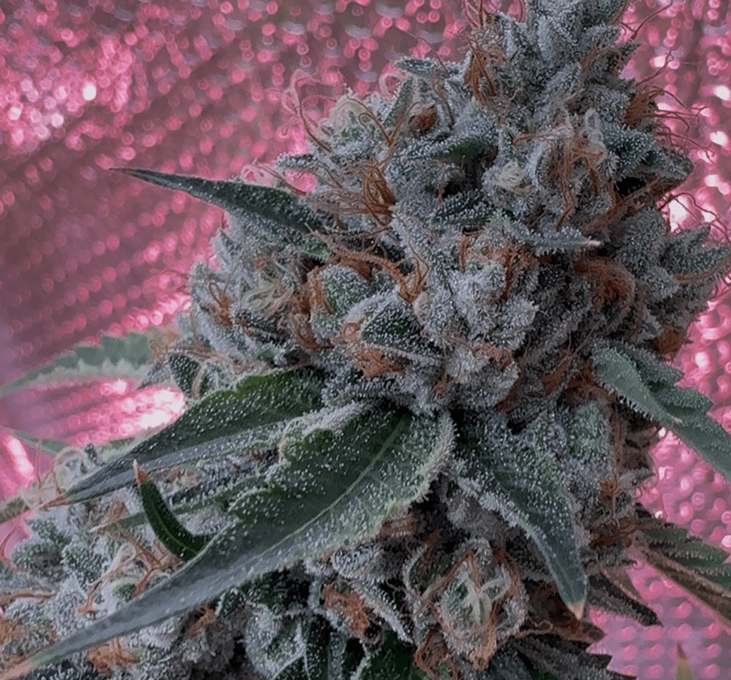 Bonded by Bud bud photo 1