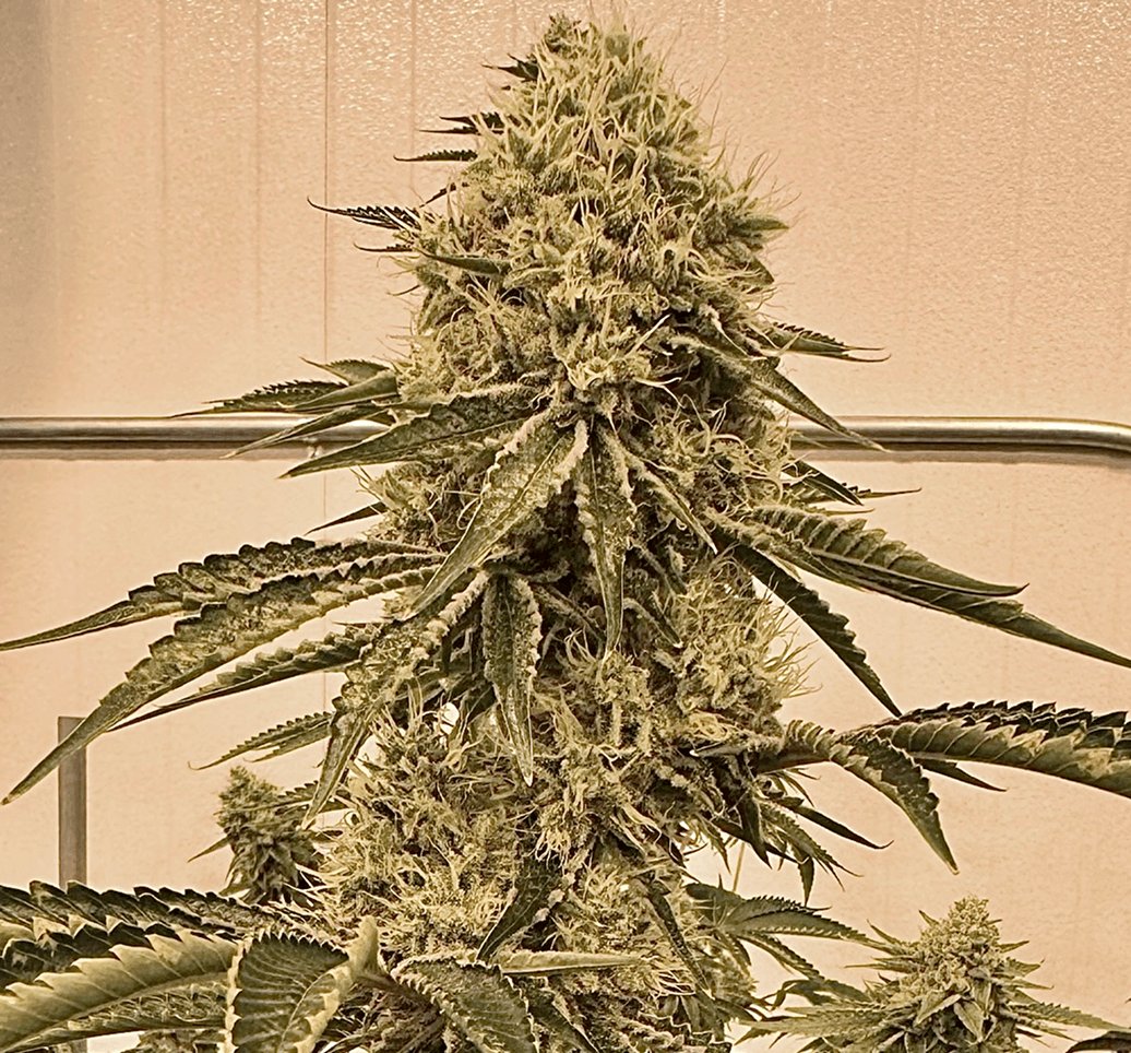 Bonded by Bud bud photo 2