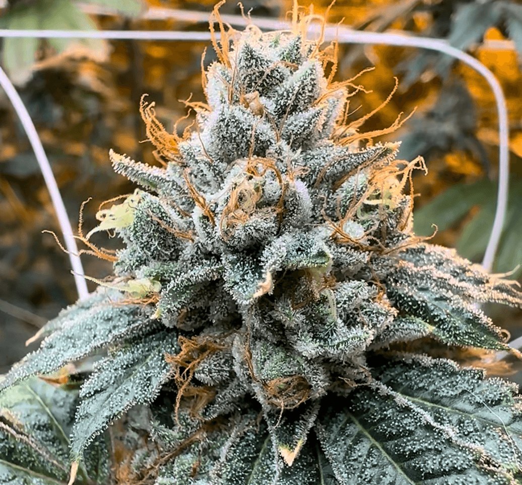 Kali Sour Kiss bud photo 1