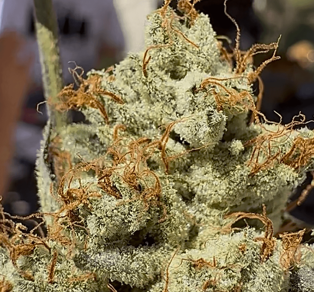 Kali Sour Kiss bud photo 2