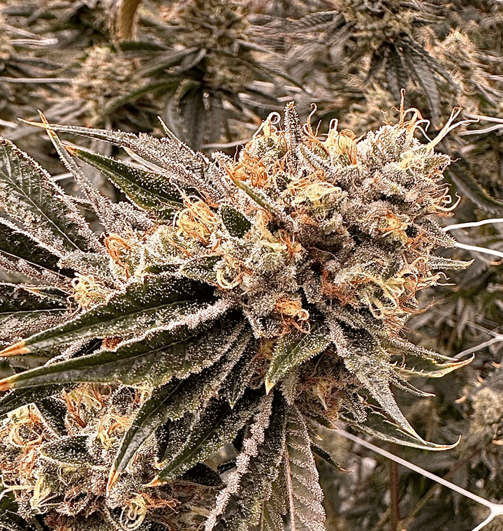 Kali Sour Kiss thumbnail 2