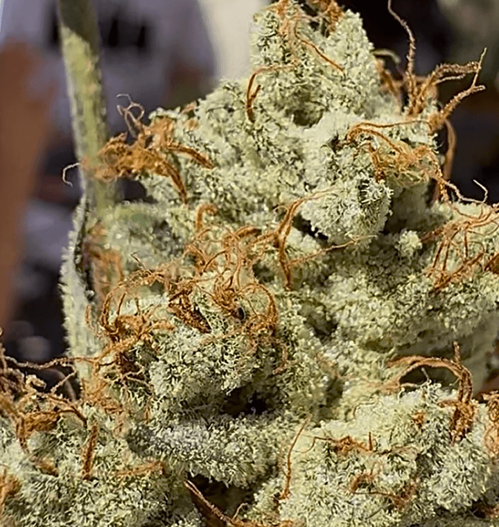 Kali Sour Kiss thumbnail 1