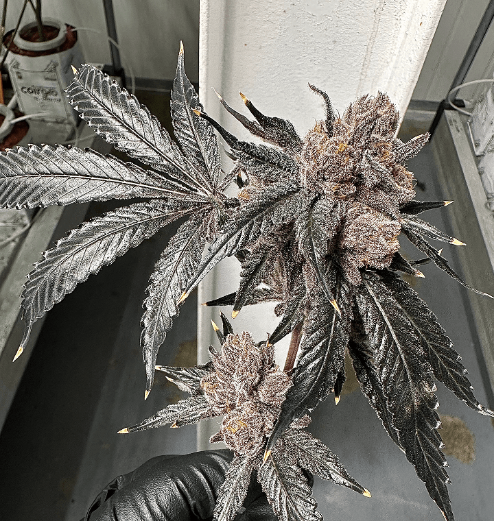 Love Lÿfe thumbnail 2