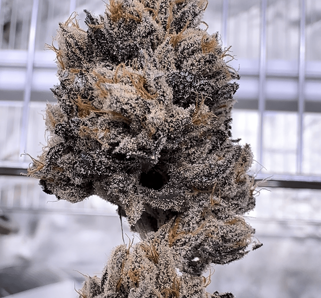 Love Lÿfe bud photo 1