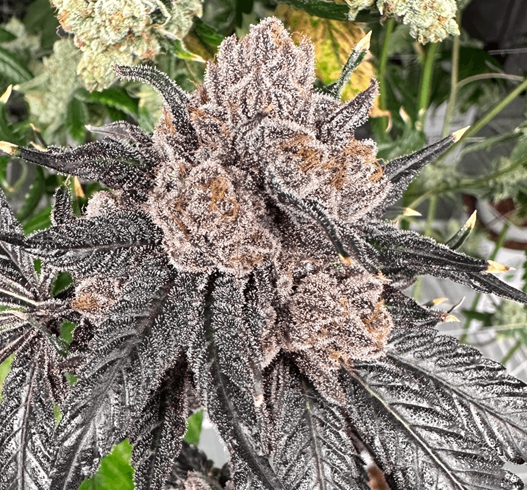 Love Lÿfe bud photo 2