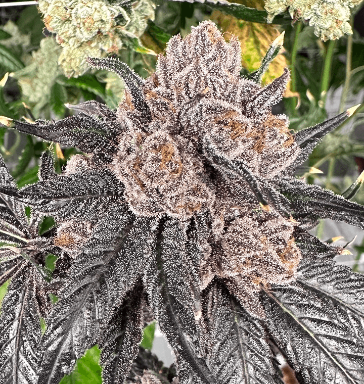 Love Lÿfe thumbnail 1