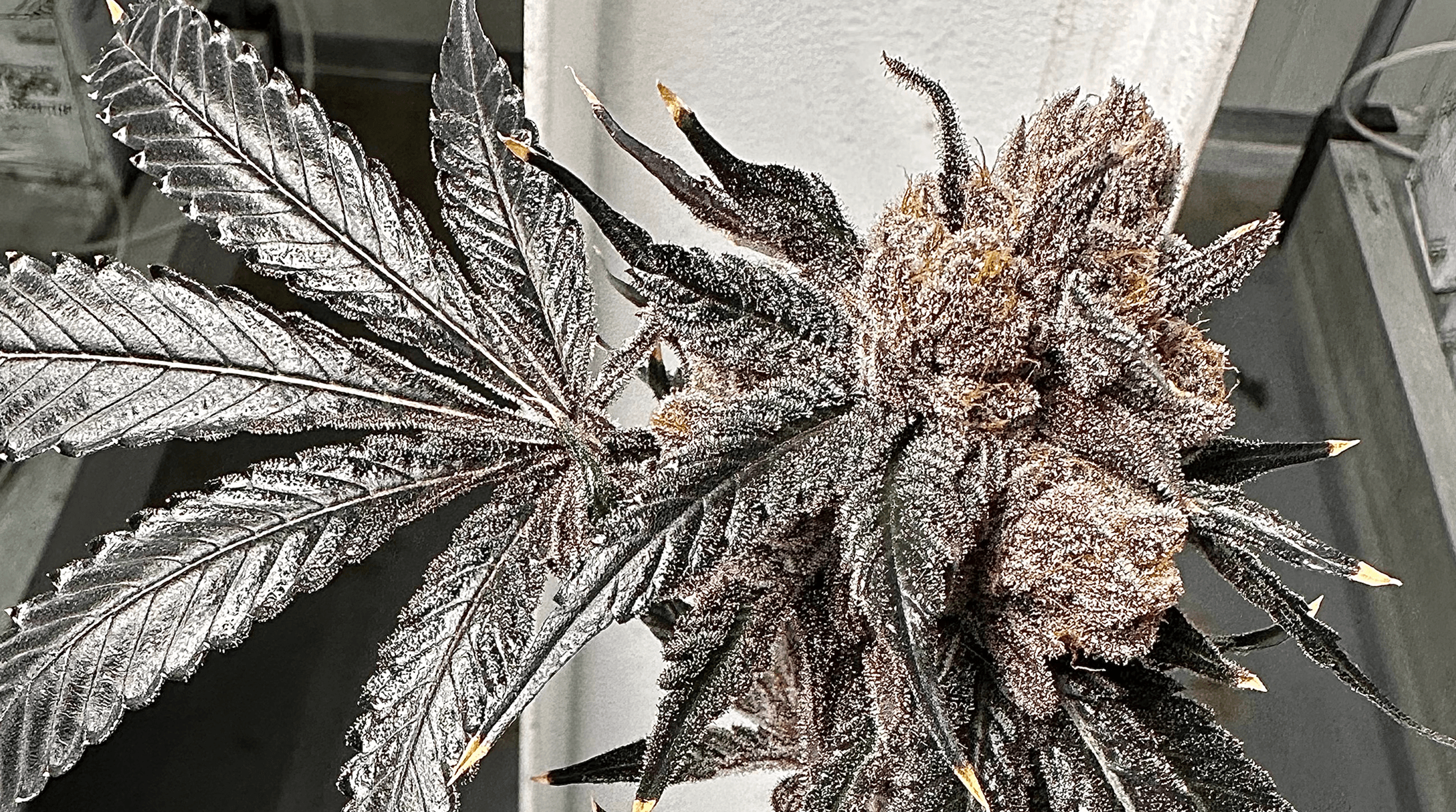 Love Lÿfe bud photo 4