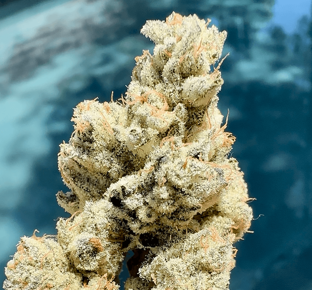 Head Rush bud photo 2