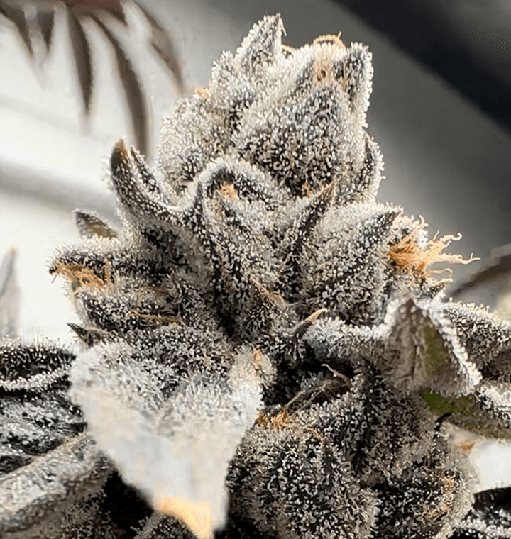 Ojos Locos thumbnail 1