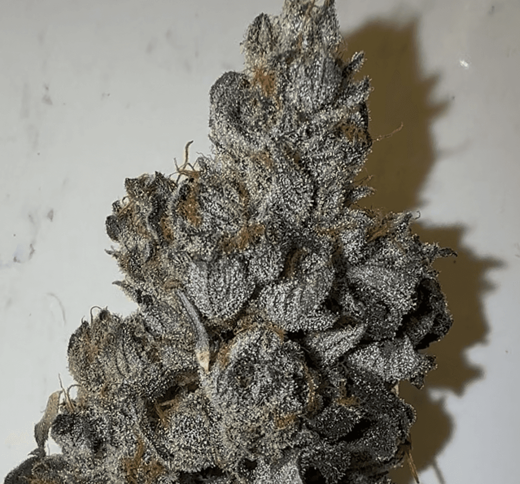 Ojos Locos bud photo 2