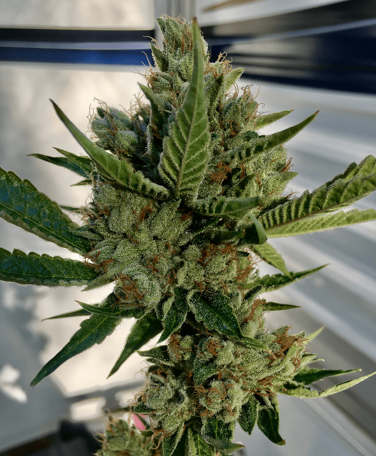 ORyan OG dedicated to Ryan aka Turtle