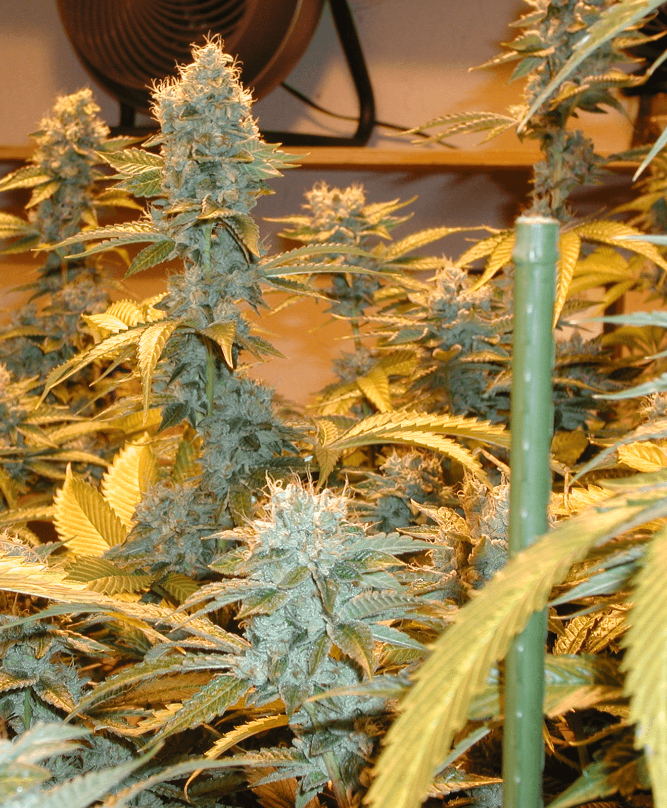 2000 OG Kush branch of a branch