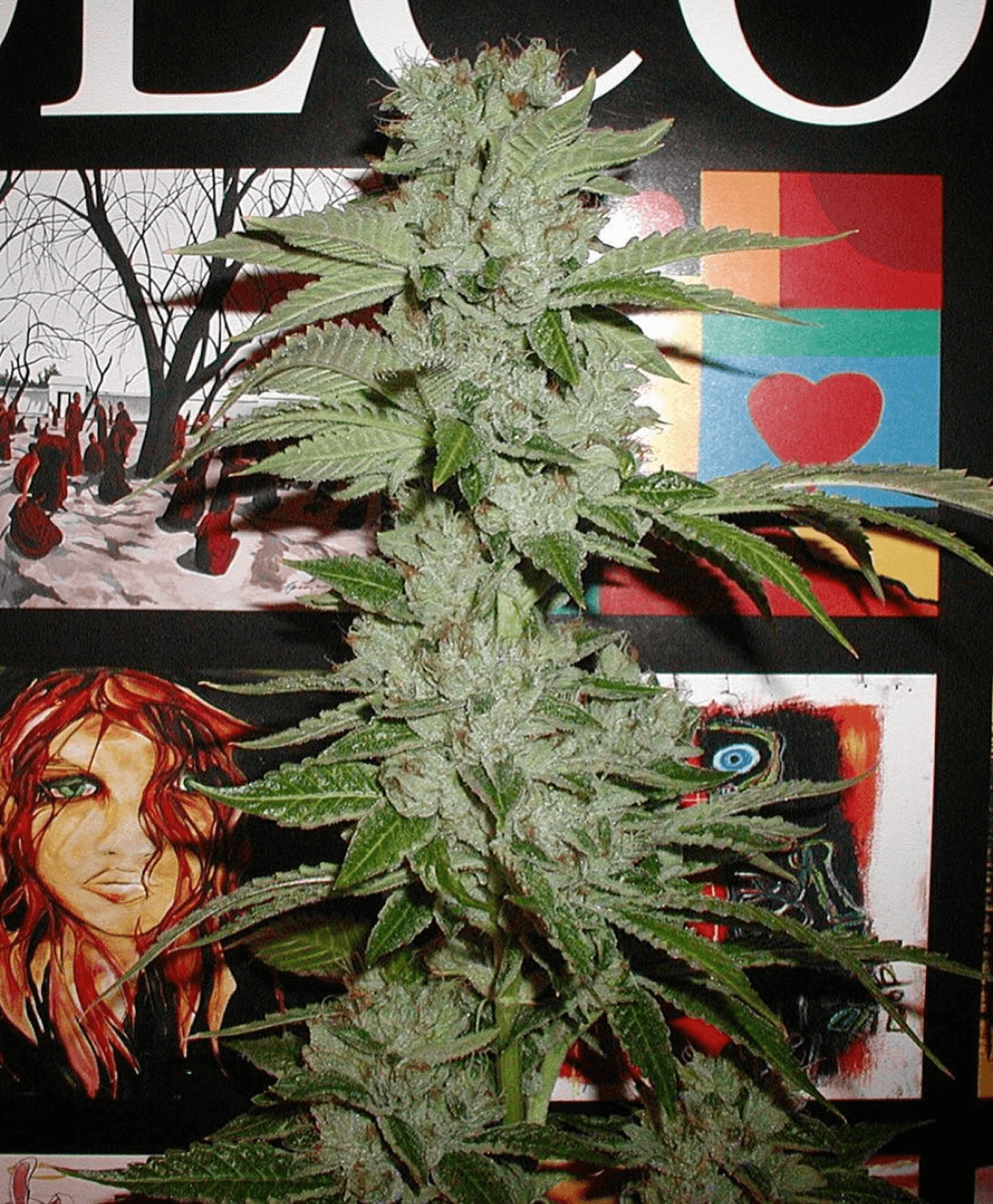 2002 OG Kush Hollywood Hills CA