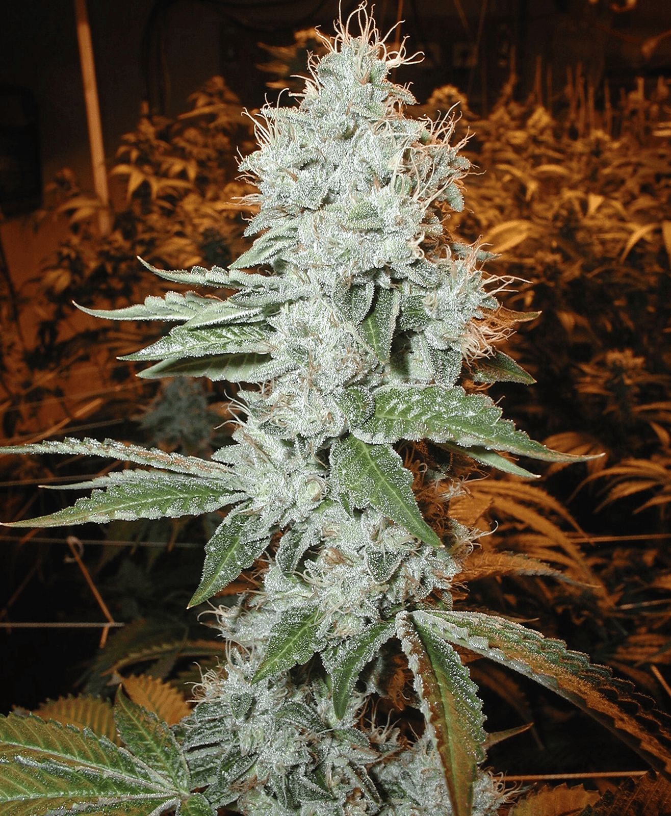 The Original OG Kush, Studio City CA 2001