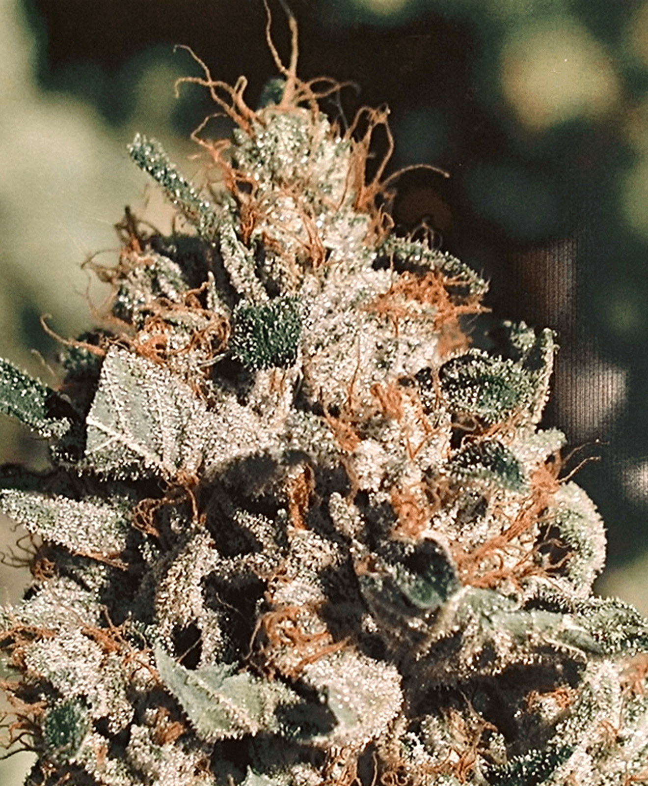 The Original OG Kush Hollywood Hills CA 2001