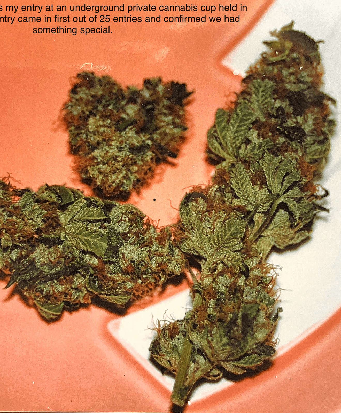 1997 OG Kush cannabis cup winning entry