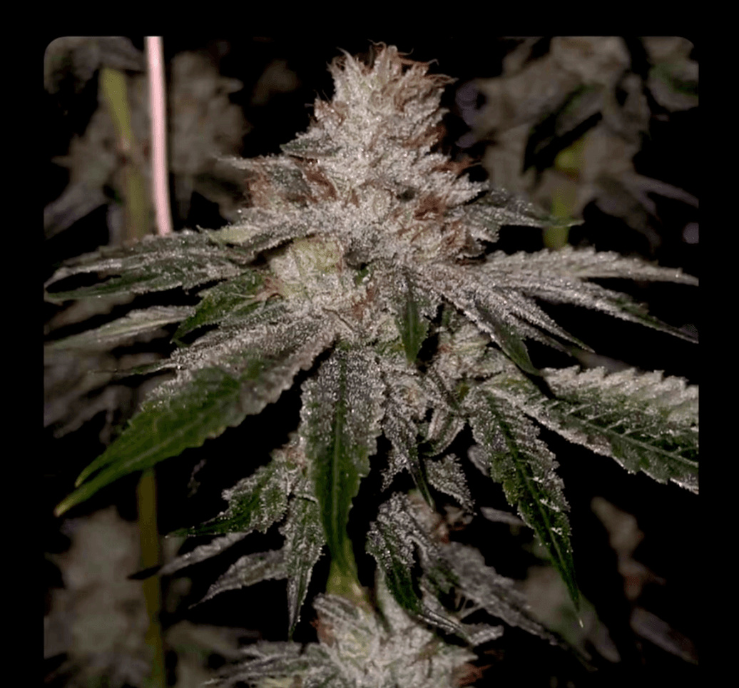 The OG KISS bud photo 1