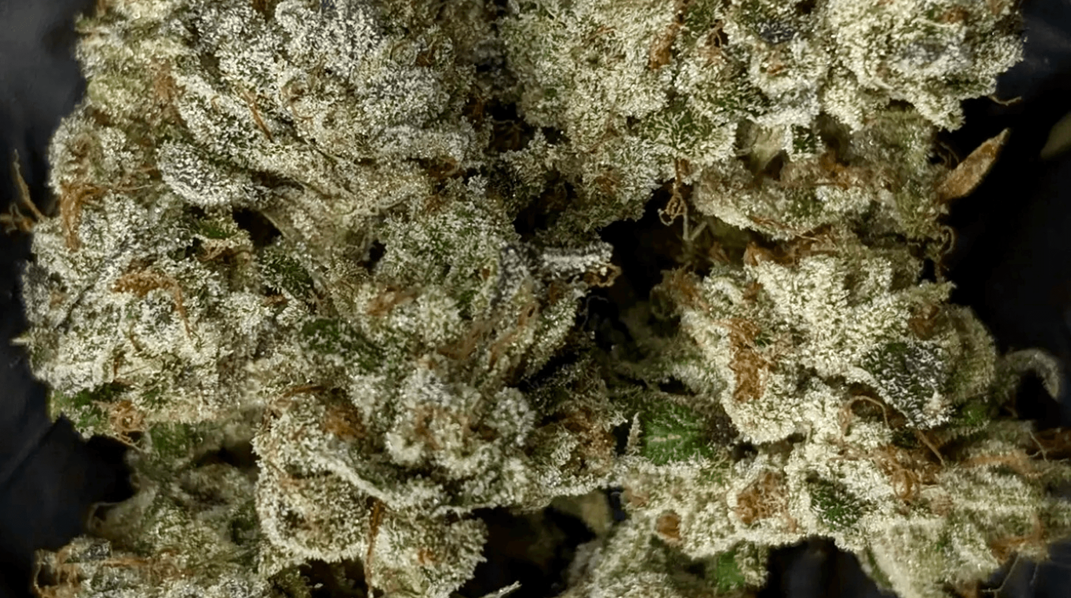 The OG KISS bud photo 4