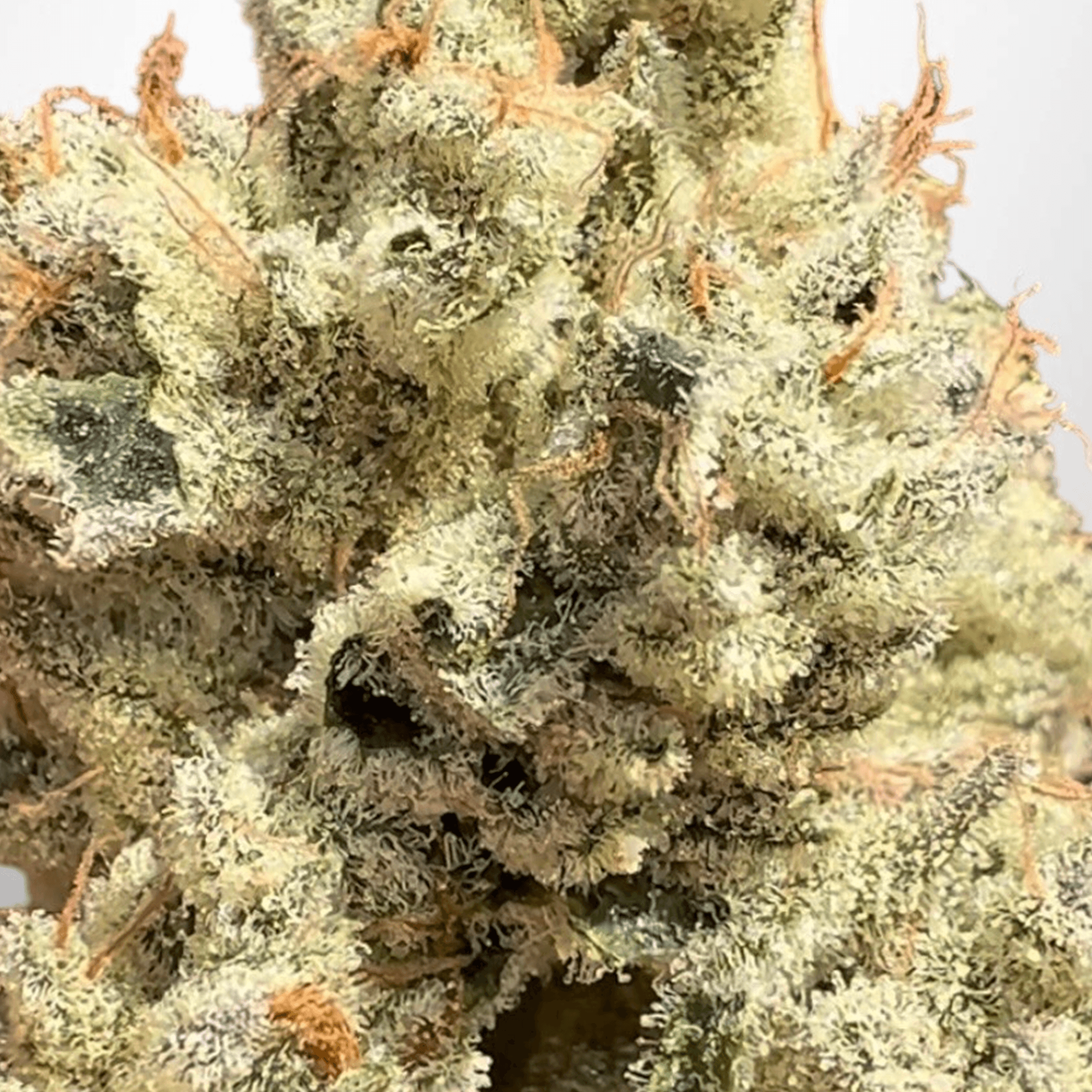 Head Rush bud photo 4