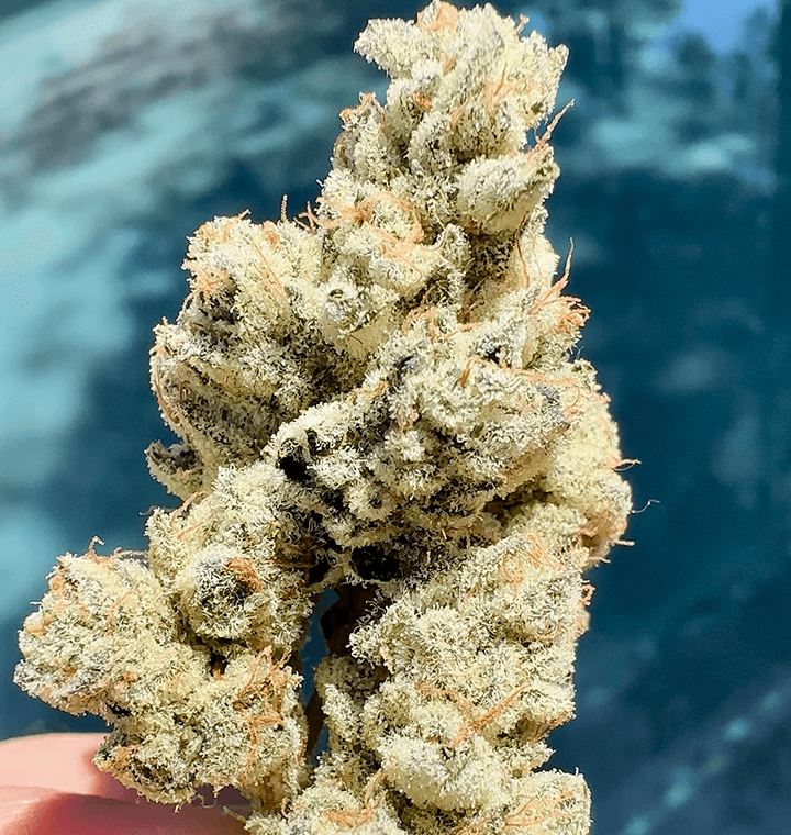 Head Rush thumbnail 2