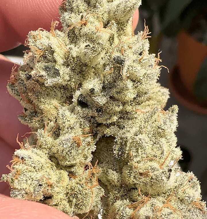 Head Rush thumbnail 1