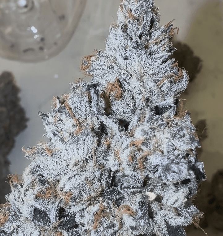 Ojos Locos thumbnail 2