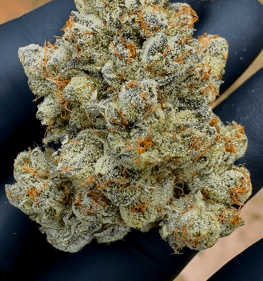 Animal Style bud photo 2