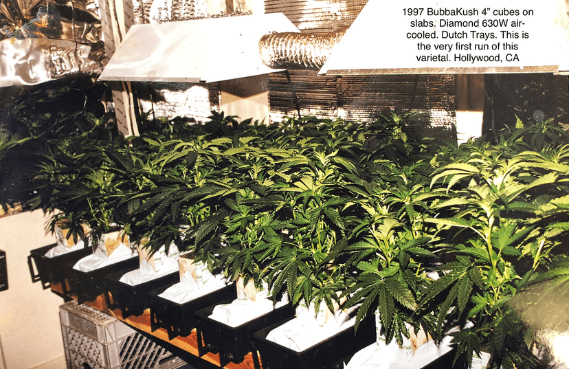 Cannabis plants under grow lights