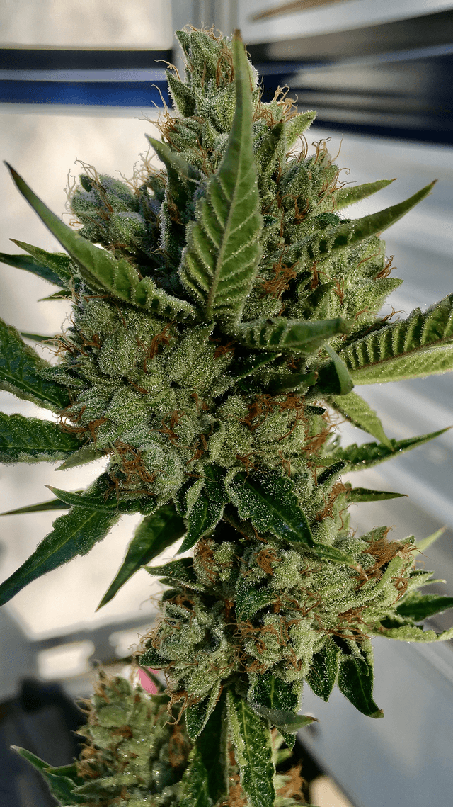 Premium OG Kush cannabis plant