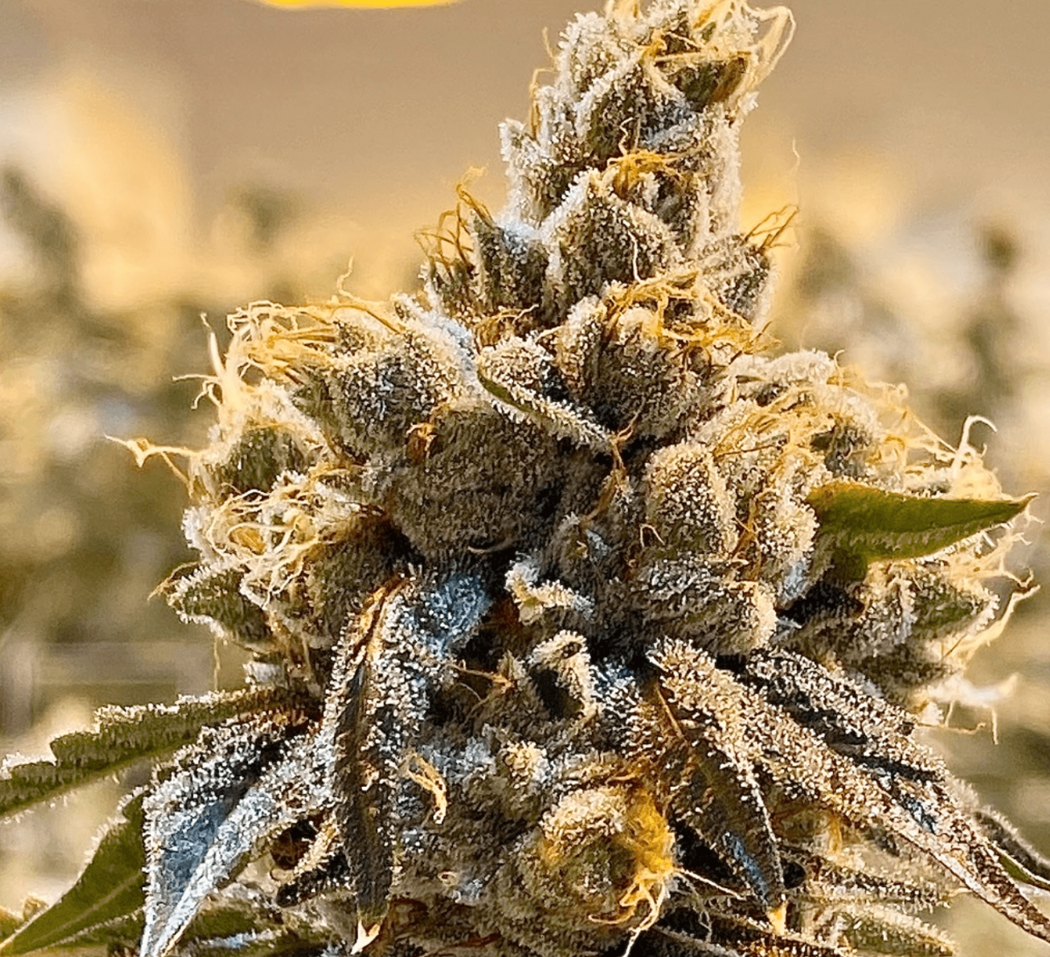 Turtle’s Key Club bud photo 4