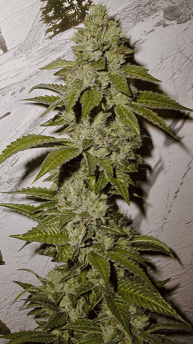 Premium OG Kush cannabis plant
